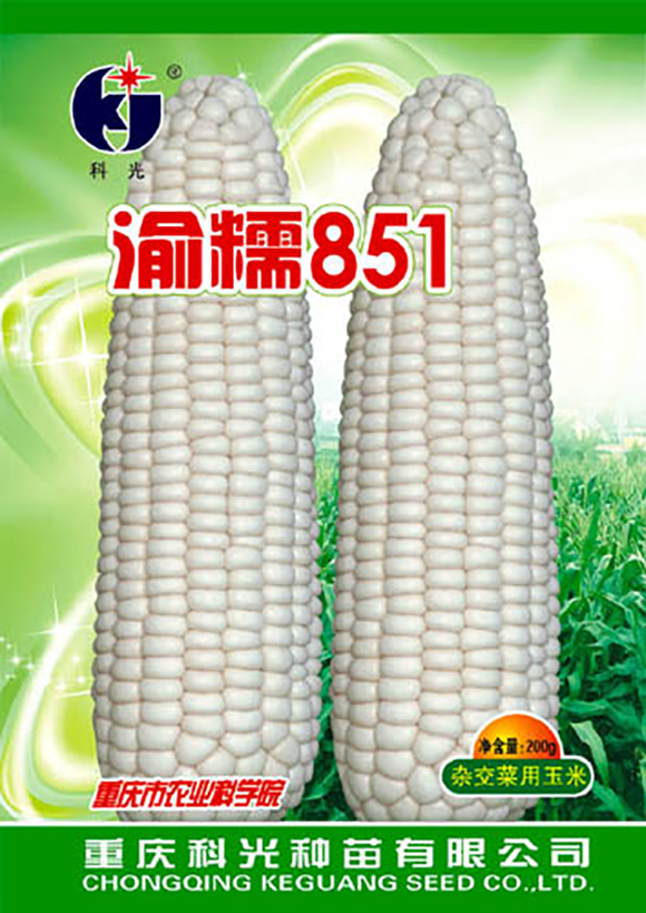 糯玉米新品種“渝糯851”早熟生產示范喜獲成功
